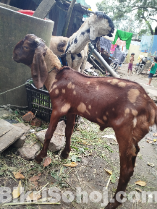 দুইটা পাঠা বাচ্চা সেল হবে।